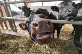 Vache d'Hérens